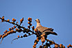 Photo ofCollared Dove (Streptopelia decaocto). Photographer: 