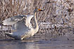 Photo ofWhooper Swan (Cygnus cygnus). Photographer: 