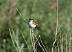 Photo ofBooted Warbler (Hippolais caligata). Photographer: 