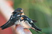 Photo ofBarn Swallow (Hirundo rustica). Photographer: 