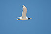 Photo ofGreat Black-headed Gull (Larus ichthyaetus). Photographer: 