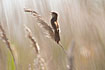 Photo ofSavis Warbler (Locustella luscinioides). Photographer: 