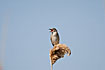 Great Reed Warbler