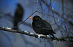Common Blackbird male with female in the background on frostfilled branches