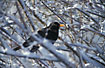 Common Blackbird male in a landscape of snow