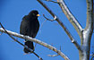 Common Blackbird male on frostfilled branch