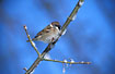 Eurasian Tree Sparrow on frostfilled twig