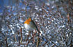 European Robin in snowfilled bush