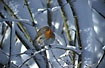 European Robin in a snowfilled bush