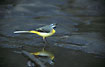 Grey wagtail in territorial song at a riverpool
