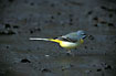 Grey wagtail male fouraging at a riverpool