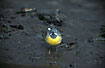 Grey wagtail male at a riverpool