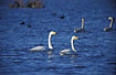 Whooper Swans: Two adults in front and two juveniles in the back