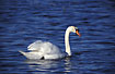 Mute Swan fouraging
