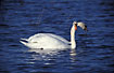 Two fouraging Mute Swans