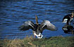 Greylag Goose opens its wings