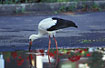 White Stork (juvenile) fouraging in puddle