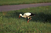 White Stork (juvenile)fouraging at meadow
