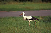 White Stork fouraging in meadow