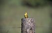 Singing male on fence post