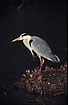 Grey Heron at forest pond