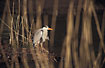 Grey Heron partially hidden behind reed