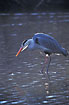 Grey Heron fihing in forest pond