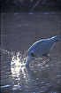 Grey Heron with the head under water fishing