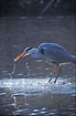 Grey Heron with a fish in the bill