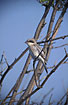 Photo ofLesser Grey Shrike (Lanius minor). Photographer: 