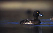 Tufted Duck in small pond