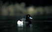 Photo ofTufted Duck (Aythya fuligula). Photographer: 
