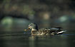 Female Mallard with a waterdroplet