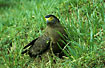 Crested Serpent Eagle attacking a lizzard in the grass