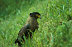 Crested Serpent Eagle attacking a lizzard in the grass