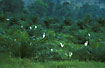 Group of Cattle Egrets