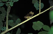 Foto af Sulawesidvrghornugle (Otus manadensis). Fotograf: 