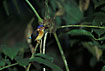 Photo ofSulawesi Dwarf Kingfisher (Ceyx fallax). Photographer: 