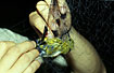 Photo ofPurple-naped Sunbird (Hypogramma hypogrammicum). Photographer: 