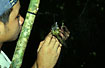 Purple-naped Sunbird caught in net by ranger