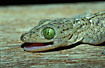 Close-up af Gecko