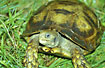 Foto af Asian Brown Tortoise (Manouria emys). Fotograf: 