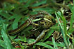 Striped Racer eating a struggeling frog