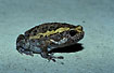 Photo ofBanded Bullfrog (Kaloula pulchra). Photographer: 