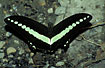 The Swallowtail Papilio demoleon sucking up salts