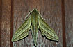 Hawk moth attracted by light