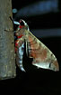 Hawk moth attracted by light