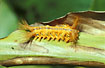 Butterfly larvae