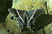 The moth Nyctalemon menoeticus