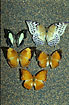 Photo of (Polyura athamas, Charazes dunfordi female, C. bernardus male and female, C. distanti). Photographer: 